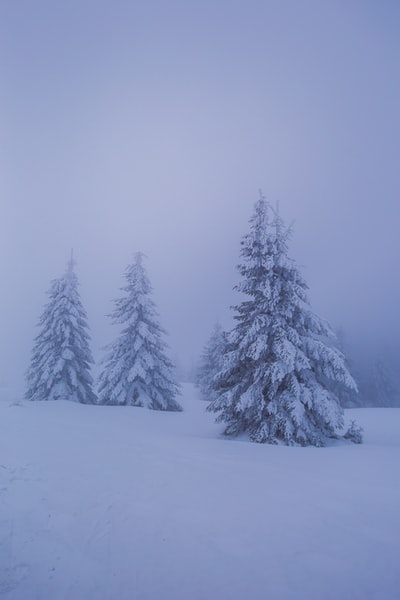 白天松树被雪覆盖